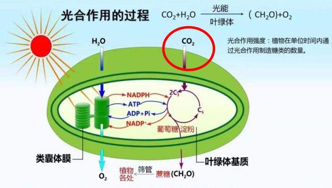 &ldquo;小蘇打&rdquo;蒸饅頭非常牛,在蔬菜種植界,更是大有錢途可為