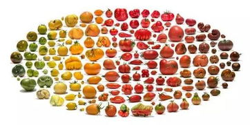 千禧果是個什么果 關(guān)于 千禧果,圣女果 的是是非非