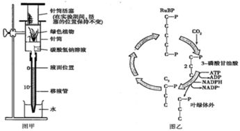 一塊棄耕農田經過草本階段.灌木階段.最終演變為一個穩定的森林群落.這種現象稱為 a.原生演替b.次生演替c.空間結構d.時間結構 題目和參考答案 青夏教育精英家教網