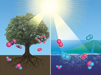 科研人員發(fā)現(xiàn)新型光合作用