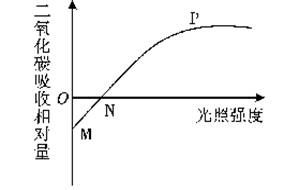 2013東營 如圖曲線表示一段時間內(nèi)某植物葉片吸收二氧化碳與光照強度的關(guān)系 以下分析正確的是 a.n點表示該植物既不進(jìn)行光合作用也不進(jìn)行呼吸作用 b.mp段表示該植物的光合作用隨光照強度的增強而增