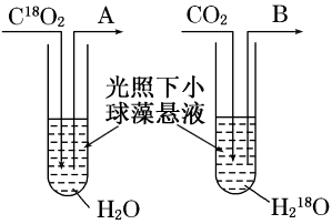 光合作用的過程及影響光合作用的環境因素